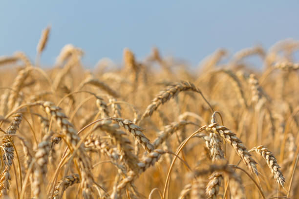 istock closeup wheat ear on a blue sky background 1264684251