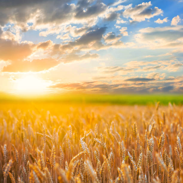 istock beautiful wheat field at the sunset 1264684992