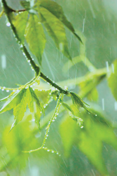 New Virginia Victoria Creeper Leaves, Early Summer Rain Raindrops, Wet Fresh Young Woodbine Leaf Rainy Day Background, Large Detailed Vertical Woody Vine Parthenocissus Quinquefolia Five-leaved Five-finger American Ivy Macro Closeup Pattern, Gentle Bokeh Rainstorm Copy Space nueva virginia victoria creeper leaves, early summer rain raindrops, wet fresh young woodbine leaf rainy day background, large detailed vertical woody vine parthenocissus quinquefolia five-leaved five-finger american ivy macro closeup pattern, gentle bokeh