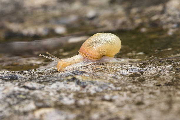 istock Fruticicola fruticum land snail. 1264685510