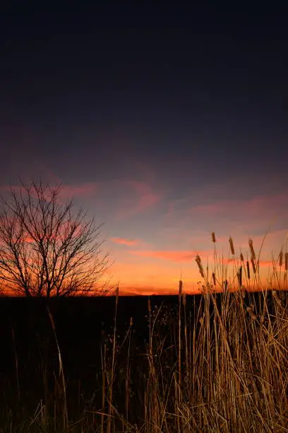 Photo of Vertical view of pink clouded sky with cattails and copy space