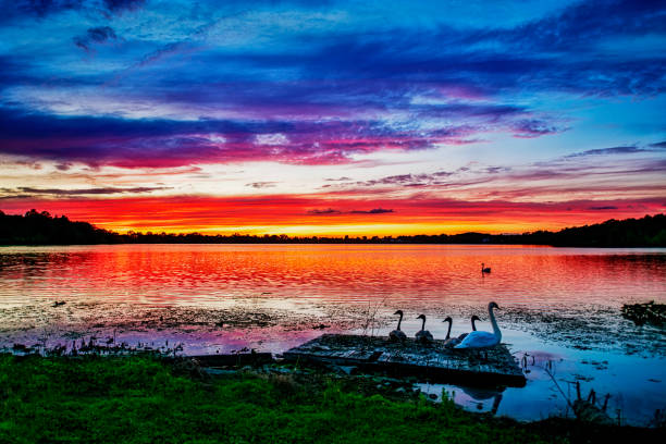 Sunset at the lake with Swans on the old Dock