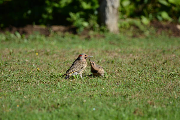 istock Northern Flicker feeding baby 1264689055