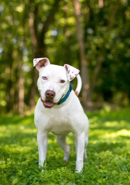 istock A friendly Pit Bull Terrier dog with heterochromia in its eyes 1264690215