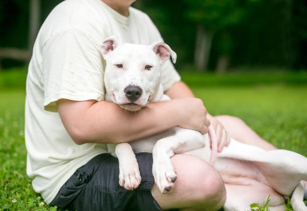 istock A Pit Bull mixed breed dog cuddling in a person's lap 1264690269