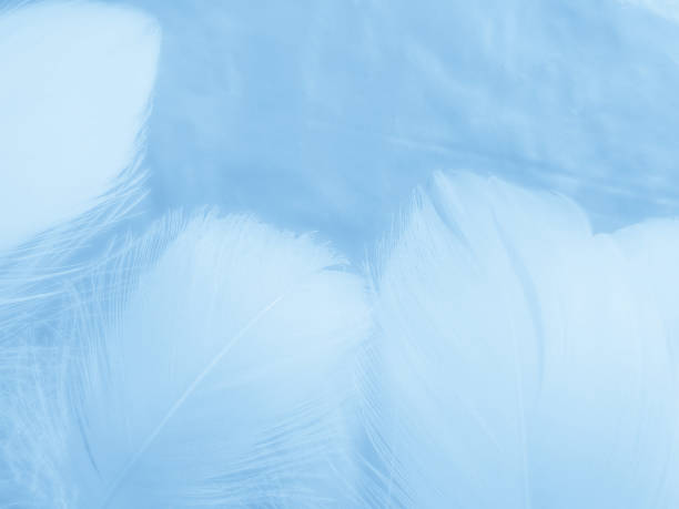 istock Beautiful abstract colorful white and blue feathers on white background and soft white feather texture on blue pattern and blue background, feather background, blue banners 1264691133