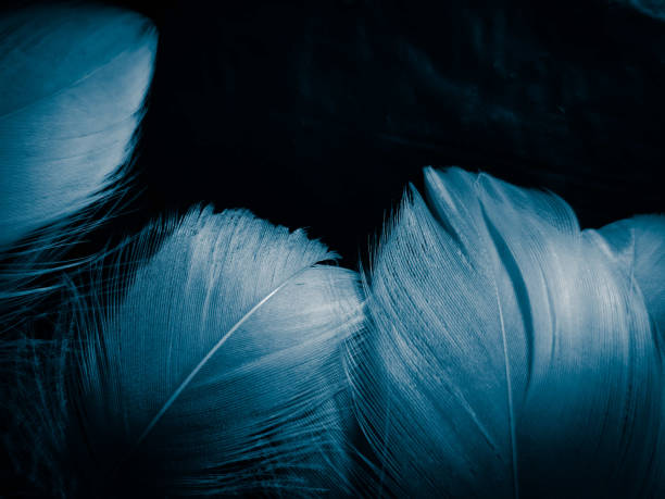 istock Beautiful abstract colorful white and blue feathers on dark background and soft white feather texture on blue pattern and blue background, feather background, blue banners 1264691142