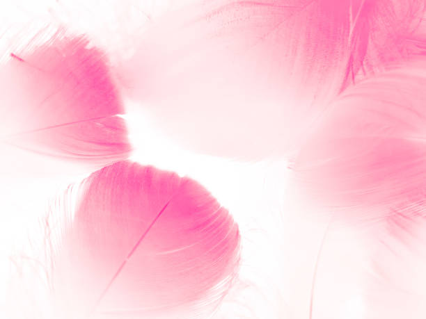 istock Beautiful abstract white and pink feathers on white background and soft white feather texture on pink pattern and pink background, feather background, pink banners 1264691153