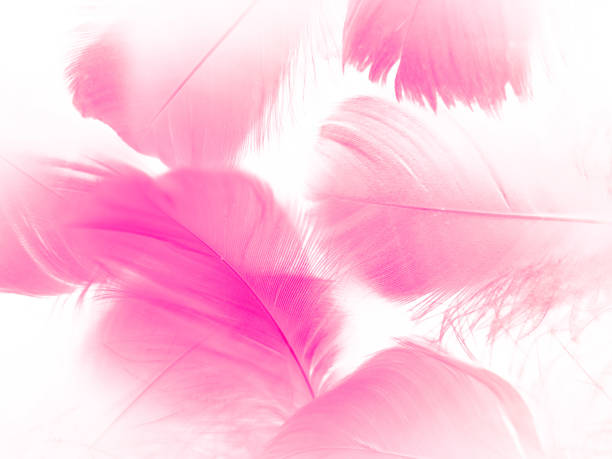 istock Beautiful abstract white and pink feathers on white background and soft white feather texture on pink pattern and pink background, feather background, pink banners 1264691169
