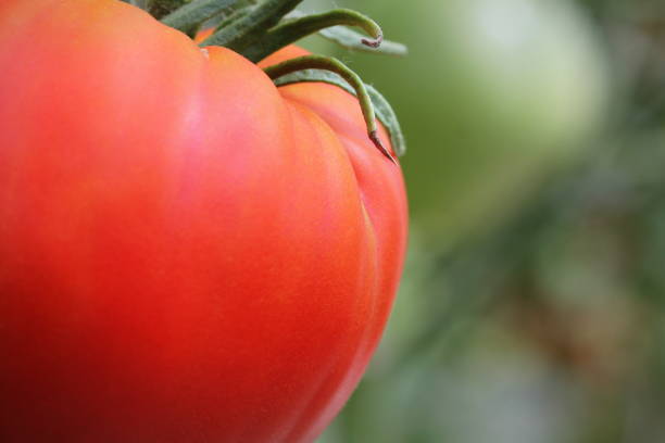 Big red tomatoes growing in a greenhouse ready to pick .
