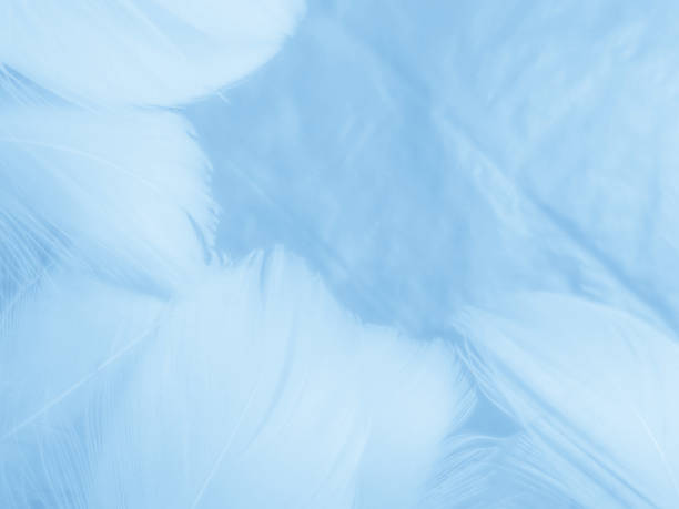 istock Beautiful abstract colorful white and blue feathers on white background and soft white feather texture on blue pattern and blue background, feather background, blue banners 1264691655