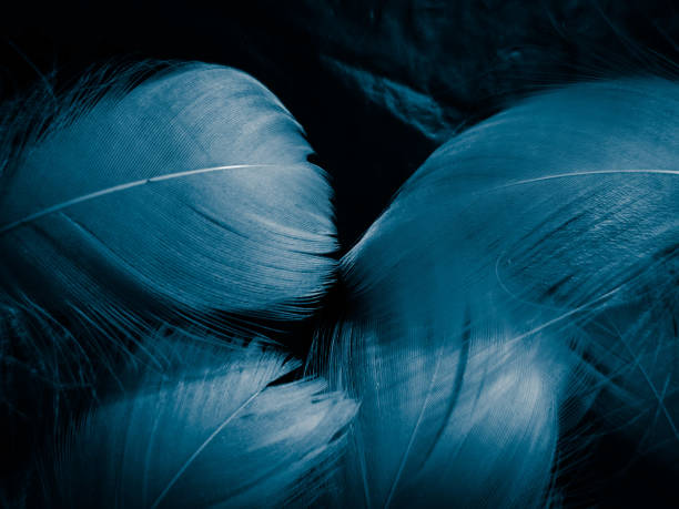 istock Beautiful abstract colorful white and blue feathers on dark background and soft white feather texture on blue pattern and blue background, feather background, blue banners 1264691657
