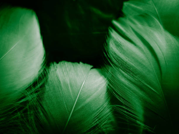 istock Beautiful abstract blue and green feathers on dark background and soft white feather texture on white pattern and green background, feather background, green banners 1264691661