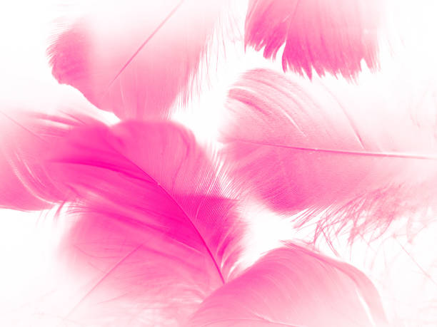 istock Beautiful abstract white and pink feathers on white background and soft white feather texture on pink pattern and pink background, feather background, pink banners 1264691664