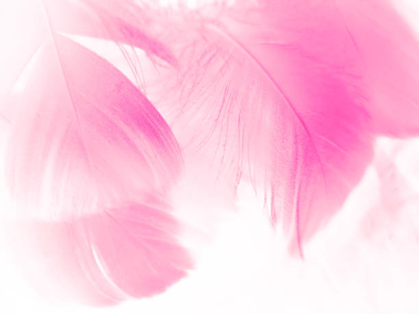 istock Beautiful abstract white and pink feathers on white background and soft white feather texture on pink pattern and pink background, feather background, pink banners 1264691676