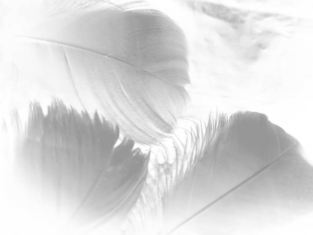 istock Beautiful abstract gray and white feathers on white background, soft brown feather texture on white pattern background, yellow feather background 1264691680