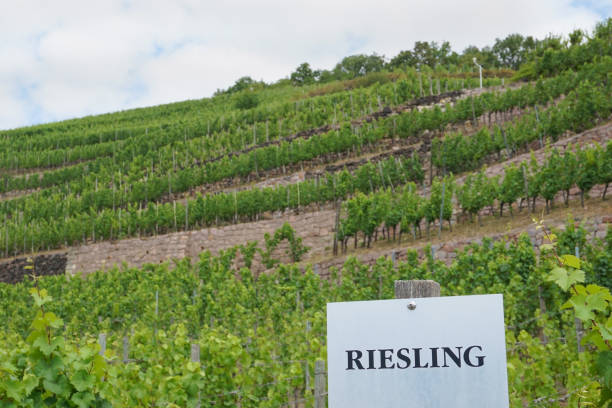 Riesling is a wine grape variety which originated in the Rhine region