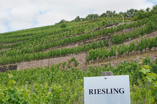 Riesling is a wine grape variety which originated in the Rhine region