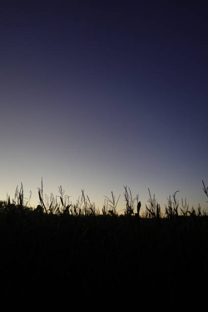 istock sunset on cultivated land 1264692818