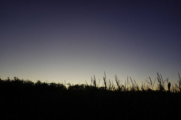 istock sunset on cultivated land 1264692853