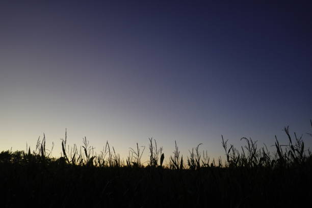 istock sunset on cultivated land 1264692855