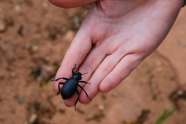 istock Darkling beetle Tenebrionidae sitting on the hand 1264693488