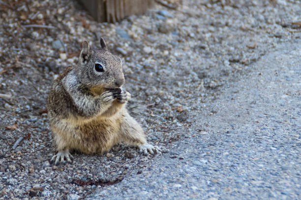 Closeup california ground squirrel spermophilus beecheyi on the roadside Closeup california ground squirrel spermophilus beecheyi on the roadside. california ground squirrel otospermophilus beecheyi stock pictures, royalty-free photos & images