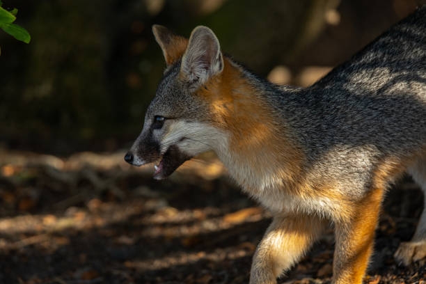 istock Gray fox, seen in the wild in North California 1264693749