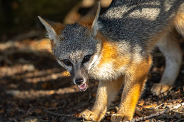 istock Gray fox, seen in the wild in North California 1264693764