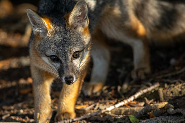 istock Gray fox, seen in the wild in North California 1264693773