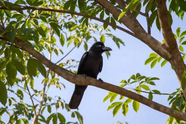 Photo of The New Caledonian crow bird on the tree. Raven in tropical jungle