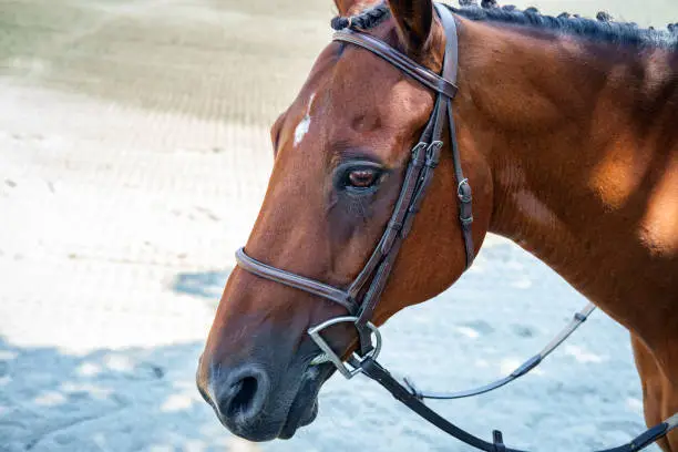 Closeup portrait fancy horse summer ranch farm