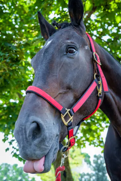 Closeup portrait fancy horse summer ranch farm