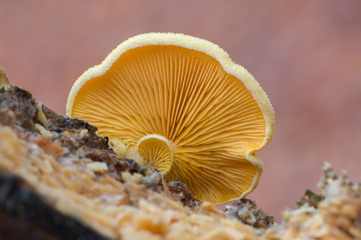 Mock oyster or orange oyster (Phyllotopsis nidulans) in the Netherlands