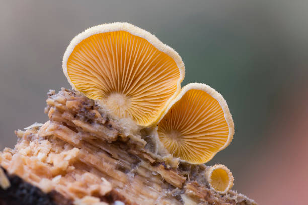 Mock oyster or orange oyster (Phyllotopsis nidulans) in the Netherlands