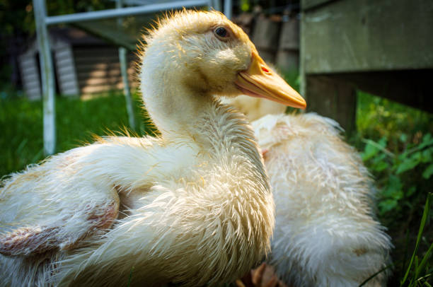 istock Adolescent American Pekin Duckling 1264697474