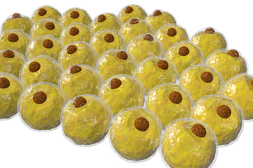 Healthy white human fat cells also known as adipocytes 3d illustration