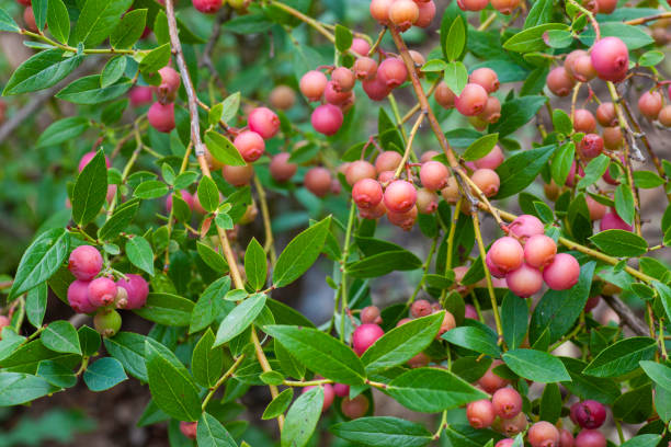 istock Pink lemonade blueberries in the garden 1264697811