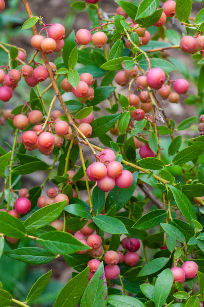 istock Pink lemonade blueberries in the garden 1264698342