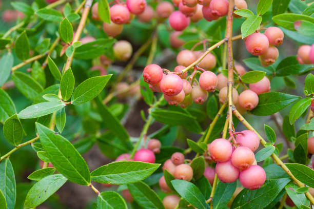 Pink lemonade blueberries in the garden