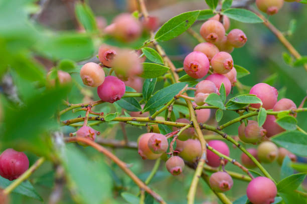 istock Pink lemonade blueberries in the garden 1264698432