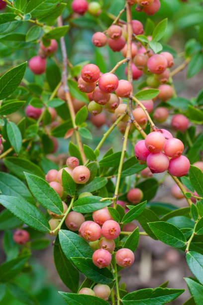 istock Pink lemonade blueberries in the garden 1264698433