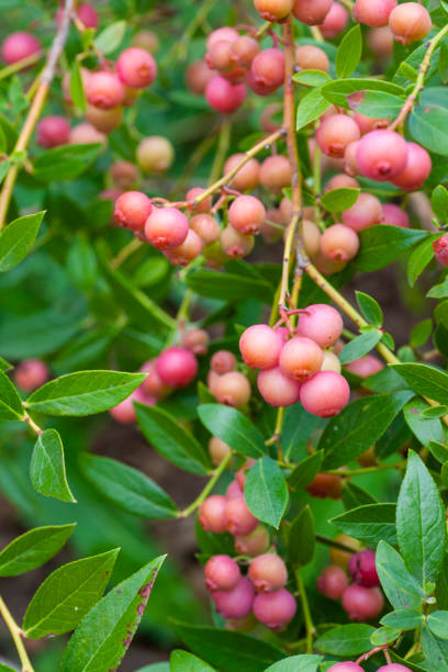 istock Pink lemonade blueberries in the garden 1264698842