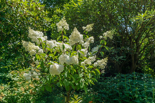 White garden blossoms in Seatac, Washington.