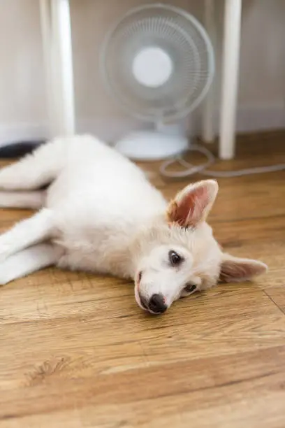 Photo of Cute puppy lying on floor under fan in hot summer room. Adorable white fluffy puppy suffering from heat, lying under air fan at home. Helping pets in summer