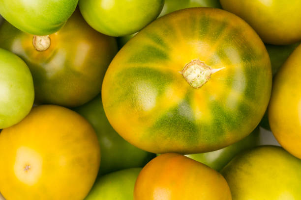 Close-up of a green tomato blushing along side a red ripe tomato.