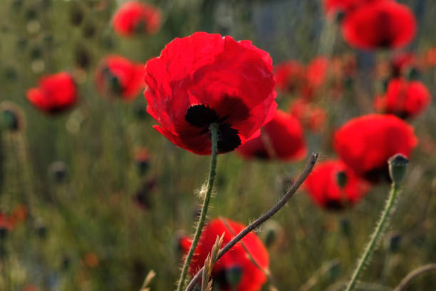 istock papaveraceae is in the field 1264705519