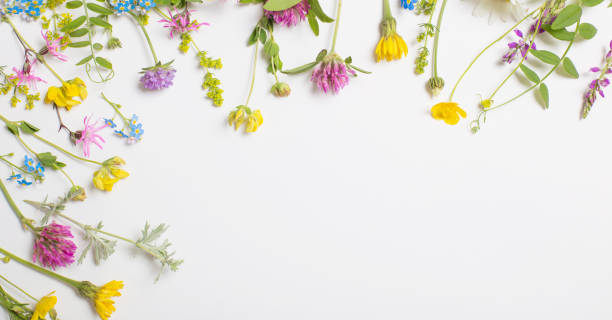 istock beautiful wild flowers on white background 1264705733