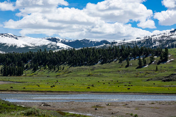 istock Lamar Valley, Yellowstone National Park 1264708634
