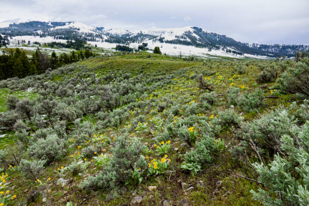 istock Lamar Valley, Wildflowers and Snow 1264708692